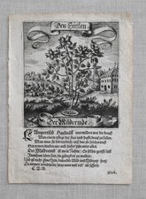 1626 German Emblem Book Leaf ? Medicinal Herb Woodcut ?Den Husten? 17thC