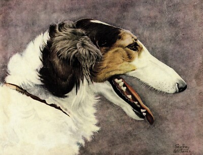 1930s Antique Borzoi Print Wall Art Decor Russian Wolfhound Art Print 4546d