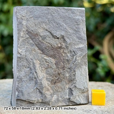 Rare: mesacanthus mitchelli fossil fish   devonian, old red sandstone, thurso,