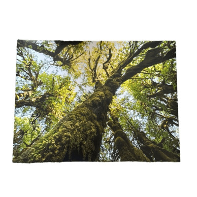 Hoh Rainforest Washington Photography Print 18x24 (3of3)