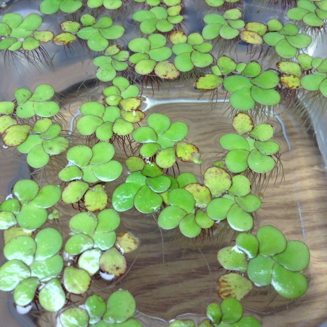 Giant duckweed Hardy Perennial Pond Plants / Koi Food for