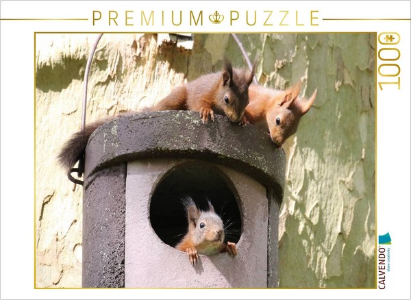 Calvendo Puzzle Spielende Junge EichhöRnchen | 1000 Teile Lege-GrößE 64 × 48 Cm-image
