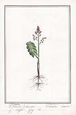 Mondraute Moonwort Flower Botany Watercolor Drawing 1830