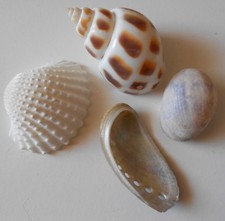😊Großes Lot Muscheln , Abalone rezent Weltweit 2200Schau Mal durch !💥💥