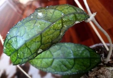 RARE XL Hoya Clemensiorum sp Borneo 35" Long Aroid not Monstera Philodendron 
