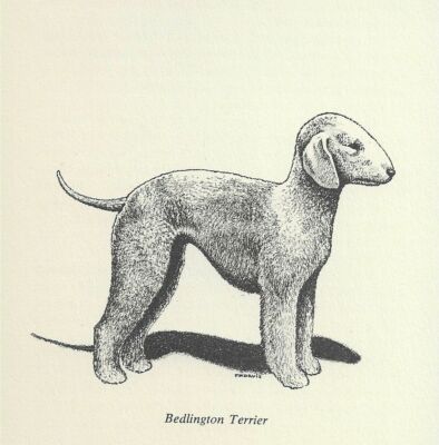 bedlington terrier matted fur