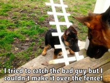 german Shepard refrigerator magnet 