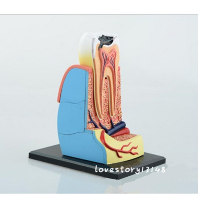 4D Master Molar Tooth Anatomy Dentist Teach Education Study Model