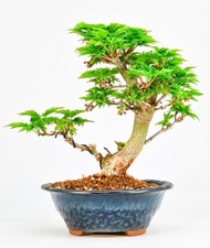 Bonsai Löwenkopfahorn- Acer palmatum Shishigashira Shohin 13cm   