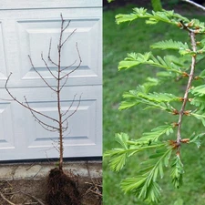 Dawn Redwood 2 gallon live tree - Popular for bonsai - Metasequoia
