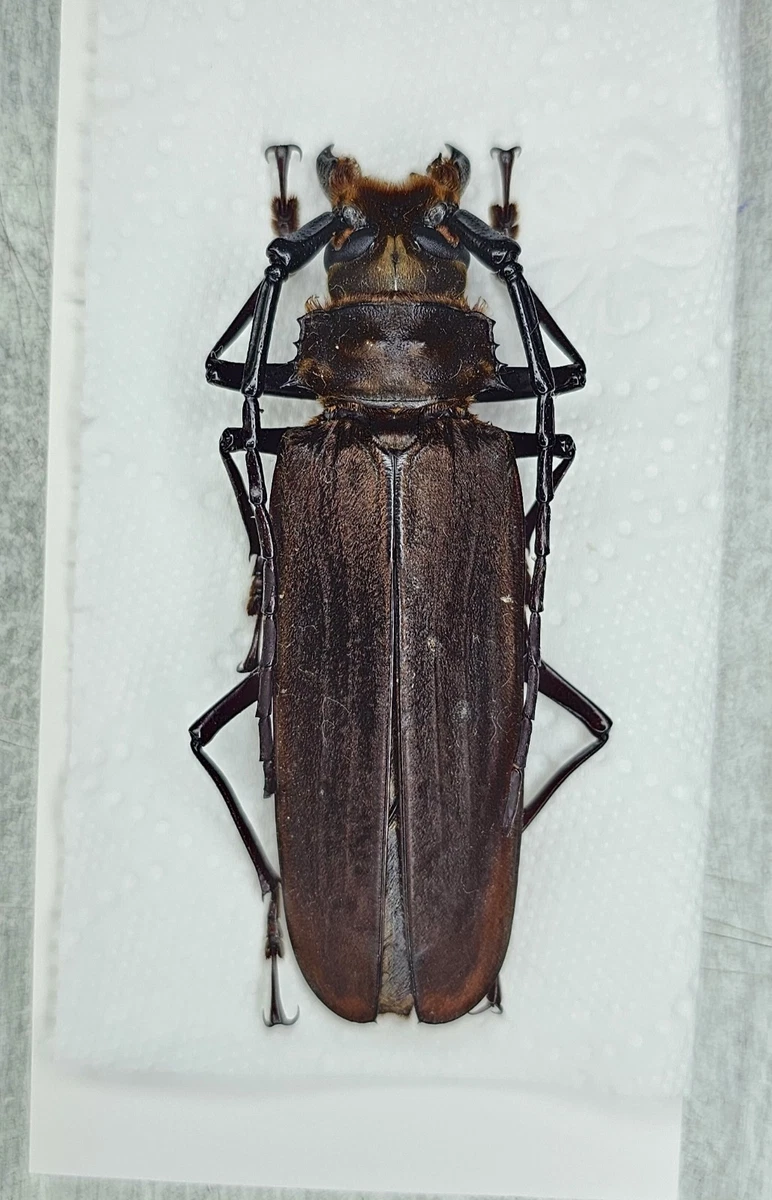 25+ Cerambycidae Beetle for sale | Updated Oct 2026
