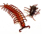 Giant Cockroach Or Centipede Prop Insect Bug Halloween Decoration Horror Beetle