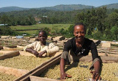 ETHIOPIAN YIRGACHEFFE COFFEE BEANS MEDIUM ROAST WHOLE BEAN FRESH 5LBS IN 1 LBS