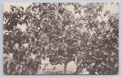 Postcard Tung Oil Tree Gainesville Florida