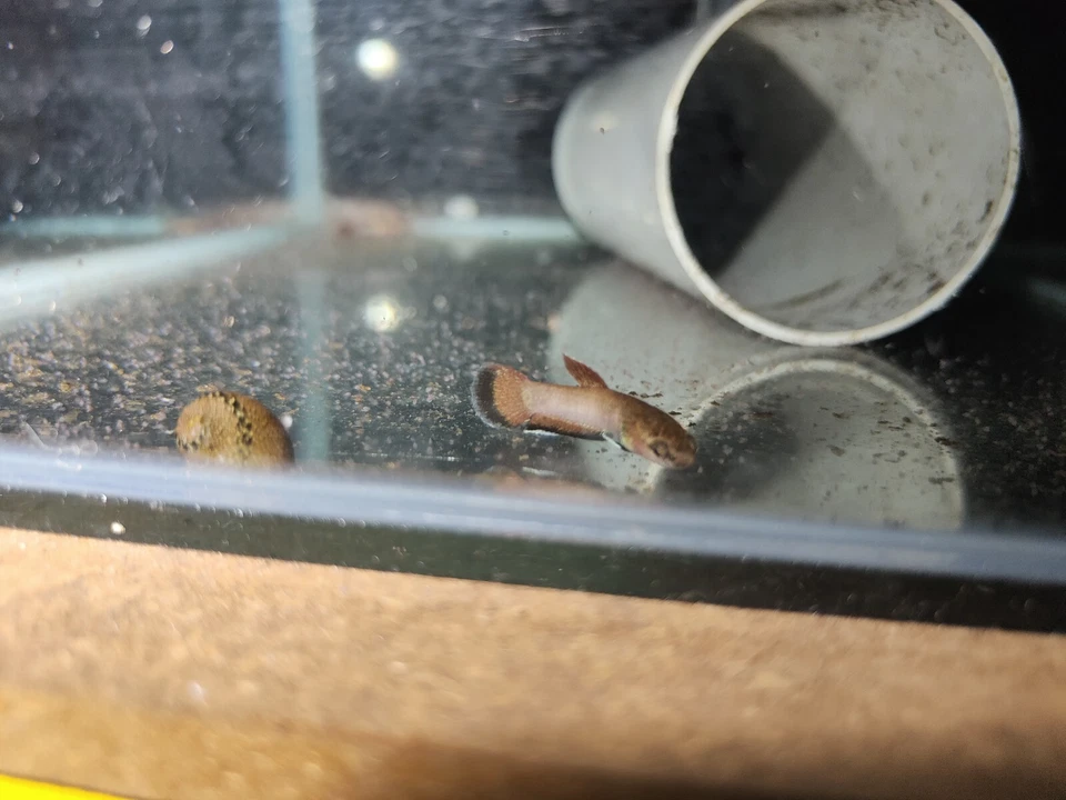 Wild Betta Channoides - Image 3 of 4