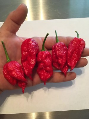 20 BHUT JOLOKIA GHOST PEPPER 2024 SEED - EXTREMELY HOT - 2ND WORLDS ...