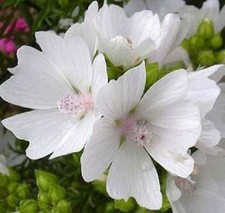 30 Malva White Appleblossom Perennial Flower Seeds