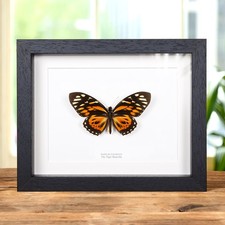 The Tiger Taxidermy Butterfly Frame (Papilio zagreus)