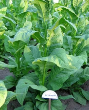 1000 Cherry Red 401 Tobacco Seeds ~ Nicotiana Tabacum ~ HEAVY Producer!