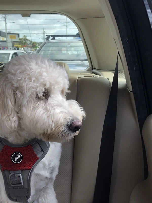 groodles for sale gumtree