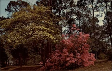 Fairhope Alabama Knoll Park azalea dogwood ~ postcard sku423
