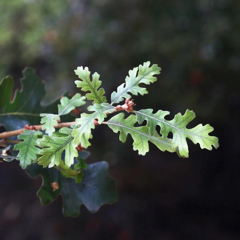 Semillas de roble del valle 20 piezas | Quercus lobata | Bonsái nativo de Estados Unidos Foto 2 de 4