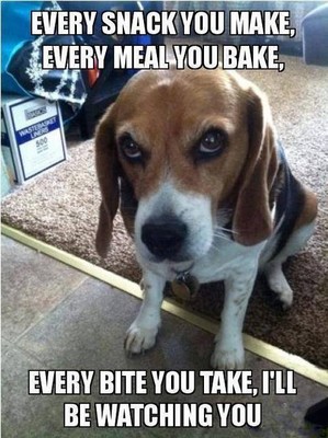Funny Beagle  refrigerator magnet 2 1/2x 3 1/2  ''