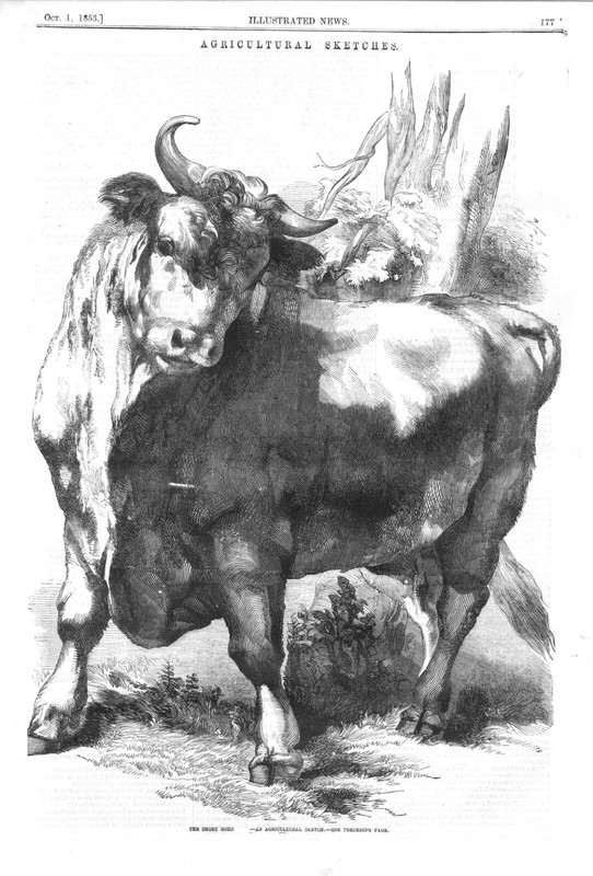 The Short Horn - An Agricultural Sketch  -  1853 Historical Print
