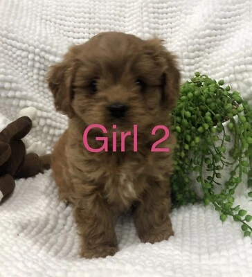 cavoodles for sale gumtree