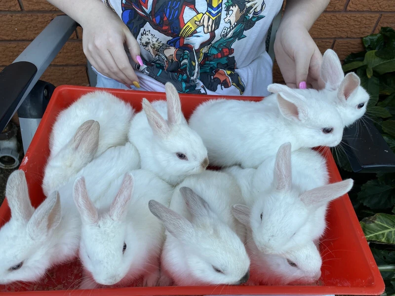 baby rabbits for sale gumtree