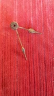 Antique Pair of Pendulum Hands