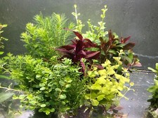 70 schnellwachsende Aquariumpflanzen gegen Algen im Aquarium 