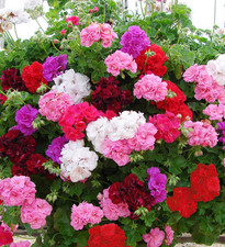 6 Trailing Geranium Ivy Leaf Mixed Hanging Basket Patio Plug Plants