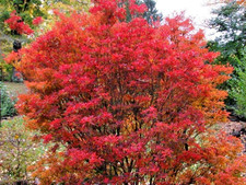 Enkianthus Campanulatus Redvein Tree Red Bell - 3Lt XL Large Pot Flowering Shrub