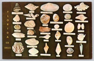 Vintage Florida Sea Shells Postcard - Dodson's Shell Shop Miami FG 118