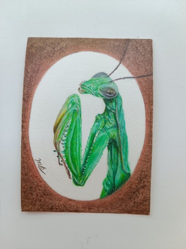 ACEO card praying mantis
