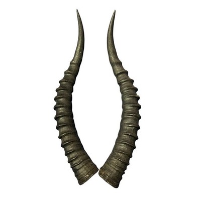 2 Blesbok Horns, African Antelope Horn Pair - Size: Around 14'' measured straight