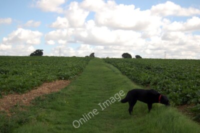 Photo 6x4 The Essex Way 68 Fuller Street Passing fields of sugar beet on  c2010