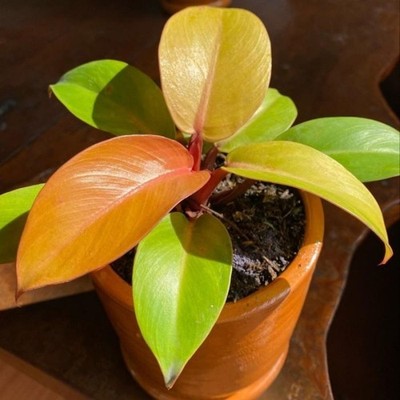 Philodendron Orange Juice   Bright Orange Pattern Foliage Live Plant Grow in Pot