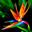 thumbnail 1  - ORANGE BIRD of PARADISE SEEDS (Strelitzia reginae) Tropical Crane Flower Plant