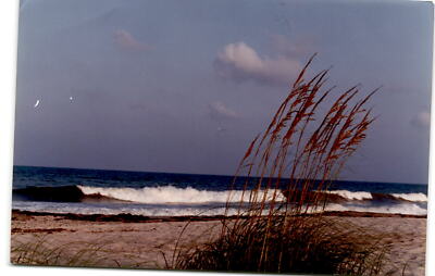 Amelia Island, sea oats, ocean side, dunes, Pamela C Postcard