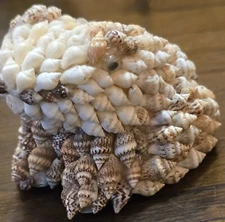 3.5" 1970’s Sea Shell Art Sculpture Statue Frog Handmade Nautical Amphibian