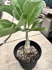 Cyphostemma Seitzianum True Species Ultra Rare Succulent