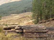 Photo 12x8 Timber stack beside forest road Clifton/NN3230 The stack of sl c2016