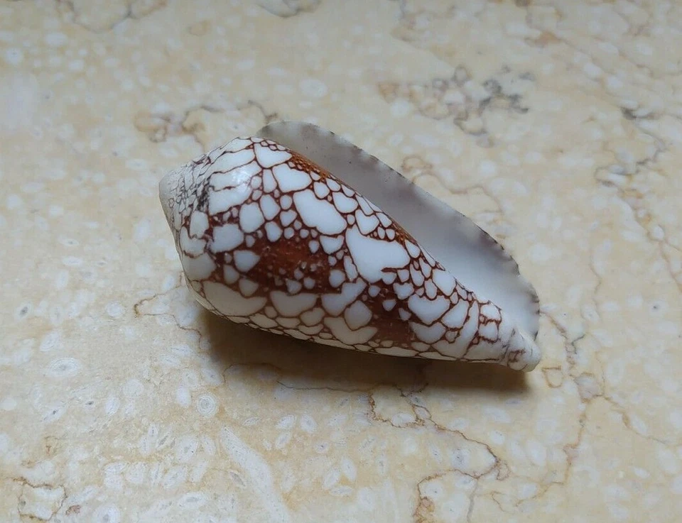 Textile Conus Shell nice Pattern 58mm Nature massive red sea shell Specimen - Image 2 of 4