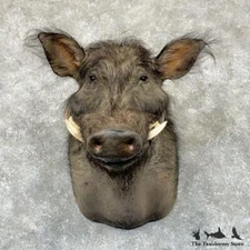 #29161 WC | Giant Forest Hog Taxidermy Shoulder Mount For Sale