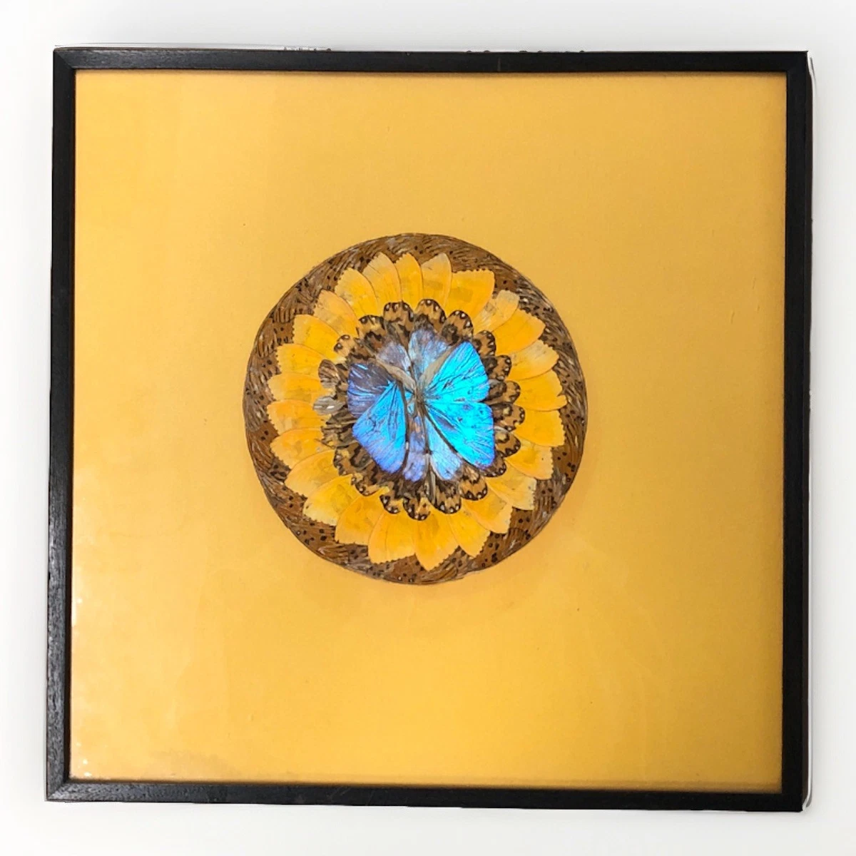 Las mejores ofertas en Blue MORPHO BUTTERFLY | eBay