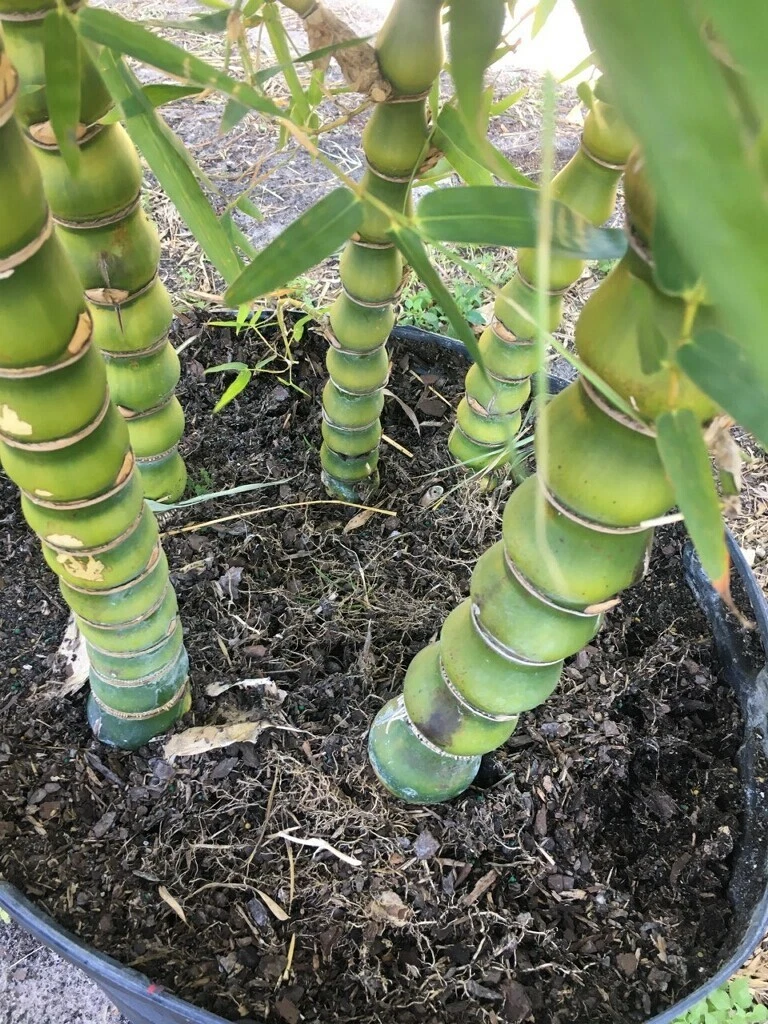 Picture 2 of 3