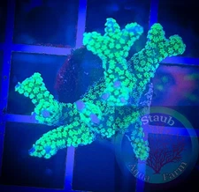SAF~Screaming Eagle Birdsnest Coral Frag“WYSIWYG”, SPS, Live Coral Colony