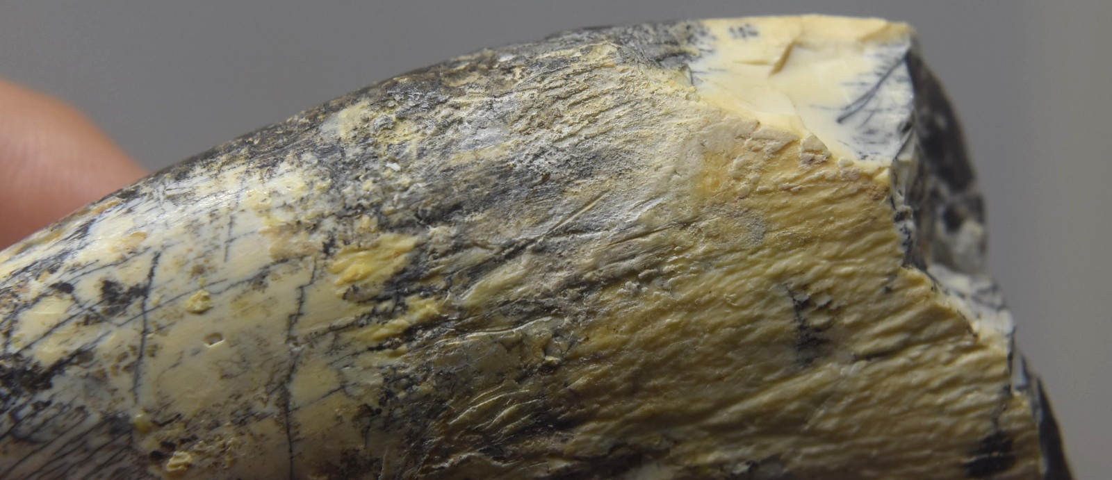 Large Fossilized Tyrannosaurus Rex T-Rex Dinosaur Fossil Tooth 5"